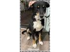 Adopt Houston a Black Mixed Breed (Small) / Mixed Breed (Medium) / Mixed (short