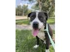 Adopt King a Black American Pit Bull Terrier / Mixed Breed (Medium) / Mixed