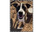 Adopt Lexi a Brindle American Staffordshire Terrier / Mixed Breed (Medium) /
