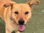 Adopt Hayden a Brindle Chow Chow / Mixed Breed (Medium) / Mixed (short coat) dog