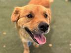 Adopt Harriett a Brindle Chow Chow / Mixed Breed (Medium) / Mixed (short coat)