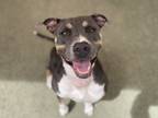 Adopt Charley a Black American Staffordshire Terrier / Mixed Breed (Medium) /