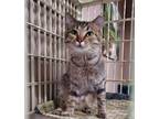 Adopt Shelley a Brown Tabby Domestic Shorthair / Mixed Breed (Medium) / Mixed