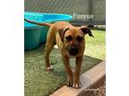 Adopt Funyun a Brown/Chocolate Boxer / Mixed Breed (Medium) / Mixed (short coat)