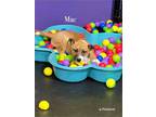 Adopt Mac a Brindle Boxer / Mixed Breed (Medium) / Mixed (short coat) dog in
