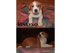 Adopt Kuno a Brown/Chocolate American Pit Bull Terrier / Mixed Breed (Medium) /