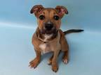 Adopt Freya a Brown/Chocolate American Pit Bull Terrier / Mixed Breed (Medium) /