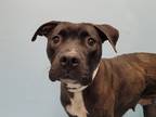 Adopt Bayou Barbie a Black American Staffordshire Terrier / Mixed Breed (Medium)