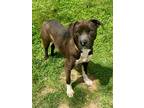 Adopt Darla a Brown/Chocolate American Pit Bull Terrier / Mixed Breed (Medium) /