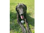 Adopt Rookie a Brindle Mixed Breed (Small) / Mixed Breed (Medium) / Mixed (short