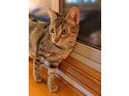 Adopt Maggie a Brown Tabby Domestic Shorthair / Mixed Breed (Medium) / Mixed