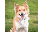 Adopt Meeka a Tan/Yellow/Fawn Icelandic Sheepdog / Border Collie / Mixed (short