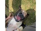 Adopt Monty* a Brindle Mixed Breed (Small) / Mixed Breed (Medium) / Mixed (short
