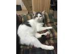 Adopt Louie a All Black Domestic Mediumhair / Mixed Breed (Medium) / Mixed
