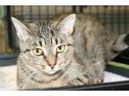 Adopt Neytiri a Brown Tabby Domestic Shorthair / Mixed Breed (Medium) / Mixed