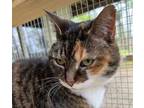 Adopt Chisai a Orange or Red Domestic Shorthair / Mixed Breed (Medium) / Mixed