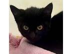 Adopt Goonna a All Black Domestic Shorthair / Mixed Breed (Medium) / Mixed