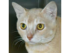 Adopt Piggy Bankin a Tan or Fawn Domestic Shorthair / Mixed Breed (Medium) /
