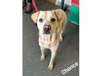 Adopt Chance a Tan/Yellow/Fawn Labrador Retriever / Mixed Breed (Medium) / Mixed