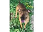 Adopt Pepper a White Chesapeake Bay Retriever / American Pit Bull Terrier /
