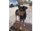 Adopt Bridget a Black German Shepherd Dog / Mixed Breed (Medium) / Mixed (short