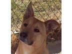 Adopt Caramel a Tan/Yellow/Fawn Shepherd (Unknown Type) / German Shepherd Dog /