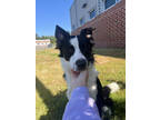 Adopt Langley a Black Border Collie / Mixed Breed (Medium) / Mixed (short coat)