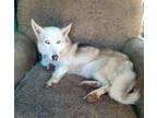 Adopt Luna a White Welsh Terrier / Mixed Breed (Medium) / Mixed (short coat) dog