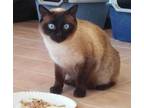 Adopt Charlie a Tan or Fawn Siamese / Mixed Breed (Medium) / Mixed (short coat)