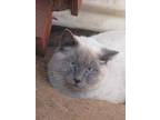 Adopt Toby a Gray or Blue (Mostly) Siamese / Mixed Breed (Medium) / Mixed (short