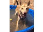 Adopt Afina a Tan/Yellow/Fawn Alaskan Klee Kai / Mixed Breed (Medium) / Mixed