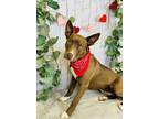 Adopt Mystery a Brown/Chocolate American Pit Bull Terrier / Mixed Breed (Medium)