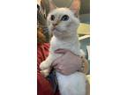 Adopt Kidee a White Siamese / Mixed Breed (Medium) / Mixed (short coat) cat in