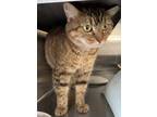 Adopt T. C. a Brown Tabby Domestic Shorthair / Mixed Breed (Medium) / Mixed