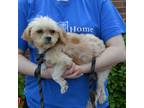 Adopt Arabella a Brindle Shih Tzu / Mixed Breed (Medium) / Mixed (short coat)