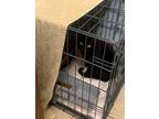 Adopt Emma Lou a All Black Domestic Shorthair / Mixed Breed (Medium) / Mixed