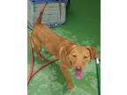 Adopt Harley a Red/Golden/Orange/Chestnut Golden Retriever / American Pit Bull