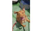 Adopt Charlie a Red/Golden/Orange/Chestnut Golden Retriever / American Pit Bull