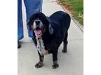 Adopt Sebastation a Black English Cocker Spaniel / Mixed (short coat) dog in