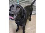 Adopt Duck a Black Labrador Retriever / Mixed Breed (Medium) / Mixed (short