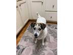 Adopt Tac a White Rat Terrier / Mixed Breed (Medium) / Mixed (short coat) dog in
