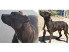 Adopt Domino a Black American Pit Bull Terrier / Mixed (short coat) dog in
