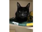 Adopt Raya Moon a All Black Domestic Shorthair / Mixed Breed (Medium) / Mixed