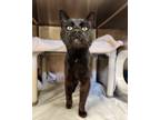 Adopt Slaton a All Black Domestic Shorthair / Mixed Breed (Medium) / Mixed
