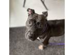 Adopt Shy Baby a Black - with White Pit Bull Terrier / Mixed Breed (Medium) /