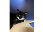 Adopt Katsu a All Black Domestic Shorthair / Mixed Breed (Medium) / Mixed (short
