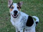 Adopt Gus a White Catahoula Leopard Dog / Mixed Breed (Medium) / Mixed (short