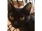 Adopt Baby Girl a All Black Domestic Shorthair / Mixed Breed (Medium) / Mixed