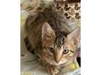 Adopt Lucas a Brown Tabby Domestic Shorthair / Mixed Breed (Medium) / Mixed