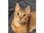 Adopt Blondie a Orange or Red Tabby Domestic Shorthair / Mixed Breed (Medium) /